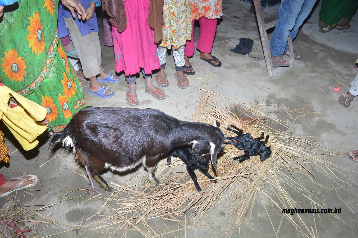 ঠাকুরগাঁওয়ে একটি ছাগলের বাচ্চার ৮টি পা, ৩টি কান,১টি মাথা