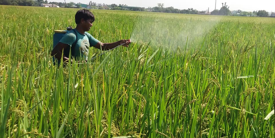 নওগাঁয় আমন ধান ক্ষেতে কারেন্ট পোকার আক্রমনে দিশেহারা কৃষক-কৃষাণীরা