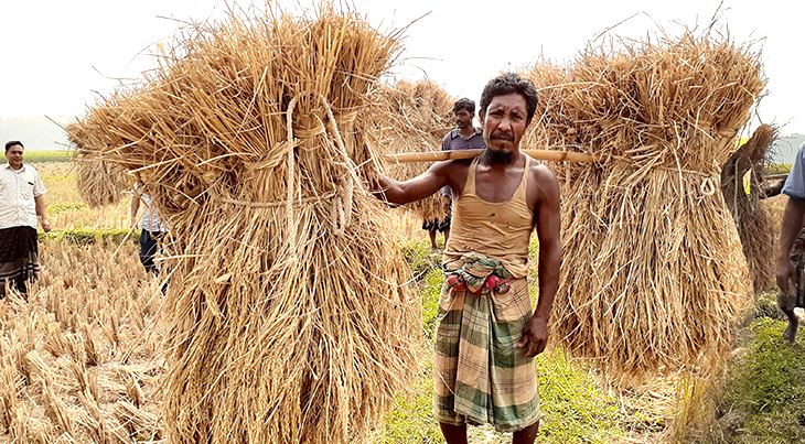 আমন ধান ঘরে তুলতে ব্যাস্ত নওগাঁর চাষিরা