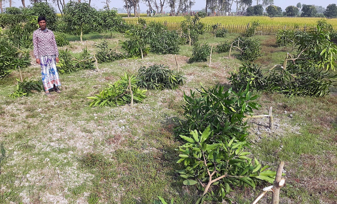 নওগাঁর সাপাহারে একরাতে ১২ কৃষকের ৬০বিঘা জমির আম গাছ এভাবেই কেটে ফেলে যায় দূবৃত্তরা