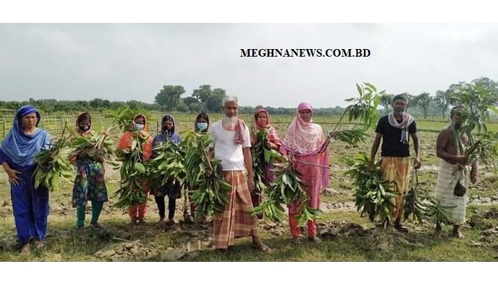 হাজী আব্দুল খালেকের প্রায় ৪ শতাধিক আম গাছ কেটে ফেলেছে দুর্বৃত্তরা