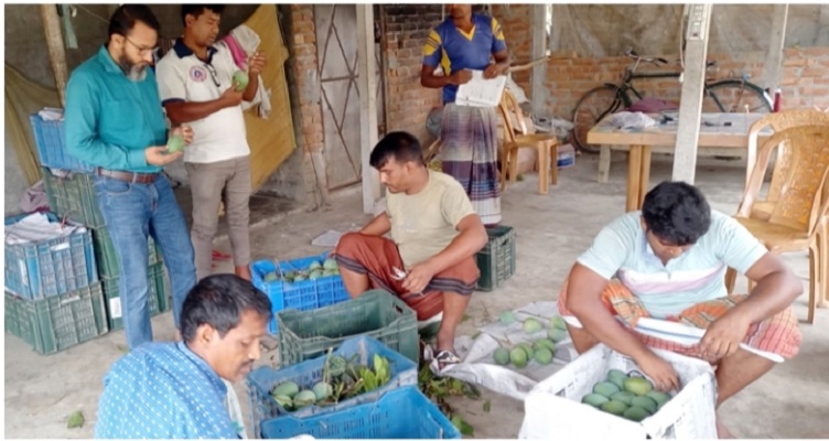 চাঁপাইনবাবগঞ্জের হাঁড়িভাঙ্গা আম রপ্তানি হলো সুইডেনে