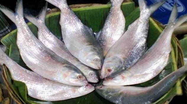 Hilsa Fish